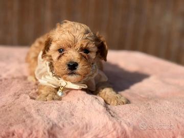 Cookie Maschietto maltipoo