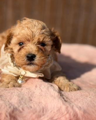 Cookie Maschietto maltipoo