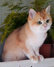 British shorthair