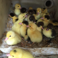 Anatrini e germanini