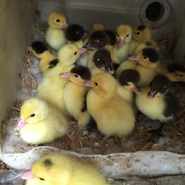 Anatrini e germanini