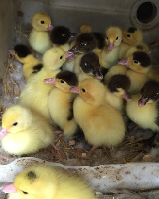 Anatrini e germanini