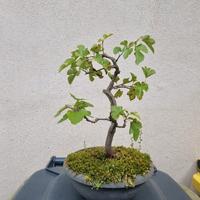 Bonsai di Gelso (MORARO)
