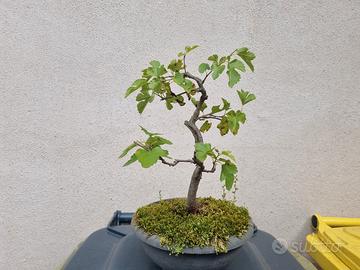 Bonsai di Gelso (MORARO)