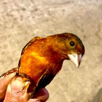 Ibrido di cardinalino