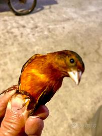 Ibrido di cardinalino