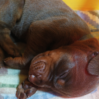 Cuccioli di Dobermann con Pedigree