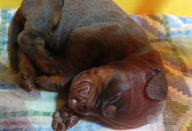 Cuccioli di Dobermann con Pedigree