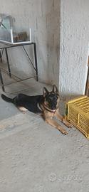 Cane pastore