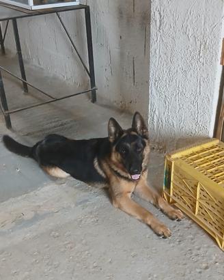 Cane pastore