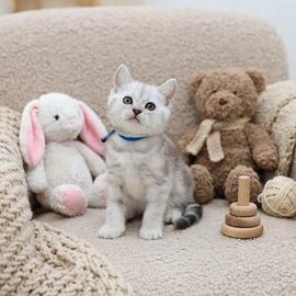 Gattino British shorthair scottish 