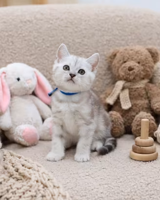 Gattino British shorthair scottish 