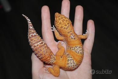 Geco leopardino