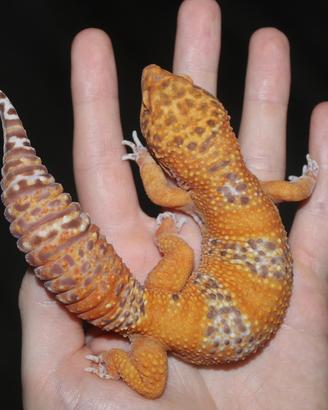 Geco leopardino