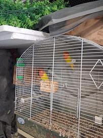 Inseparabili