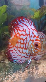 Discus pigeon red map 