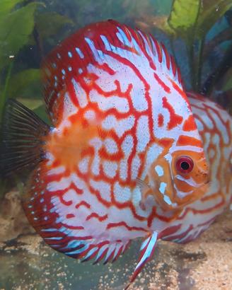 Discus pigeon red map 