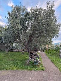 Ulivo secolare di grande pregio - Calabria