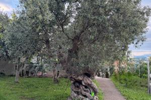 Ulivo secolare di grande pregio - Calabria