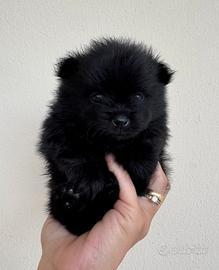 Cuccioli di volpino di Pomerania