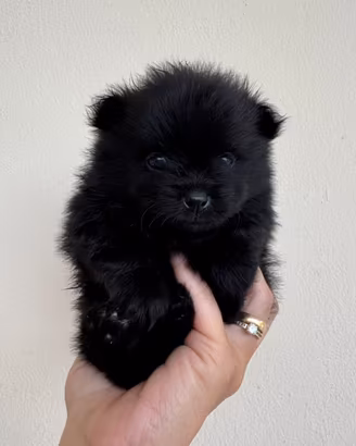 Cuccioli di volpino di Pomerania