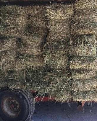 Fieno in Ballette di erba medica