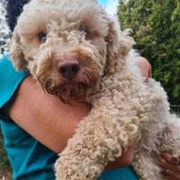 ISOTTA, dolcissima LAGOTTA cercaa famiglia