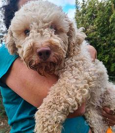 ISOTTA, dolcissima LAGOTTA cercaa famiglia