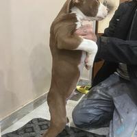 Cuccioli di pitbull