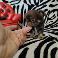 Chihuahua femmina cioccolato focato Micro 60gg