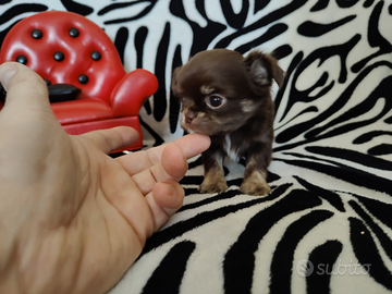 Chihuahua femmina cioccolato focato Micro 60gg