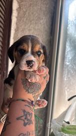 Beagle