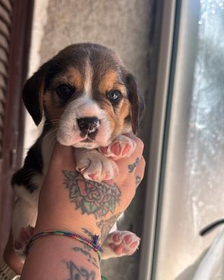 Beagle