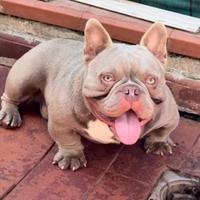 American bully maschio