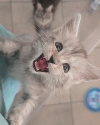 Cuccioli Maine Coon 3 mesi vaccinati