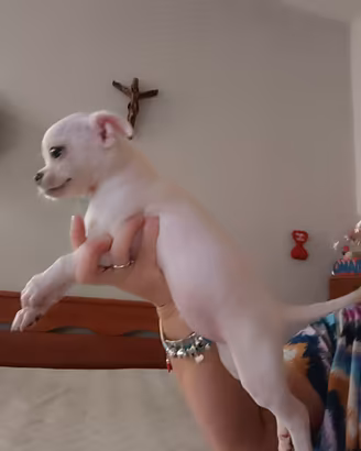 Chihuahua chihuahua