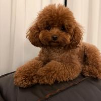 Barboncino toy red con pedigree enci per monta