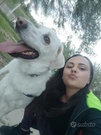 Babysitter, dog sitter