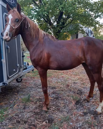Stalloncino 4anni