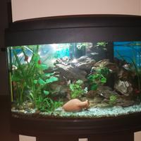 Acquario 60L compreso di mobiletto e accessori