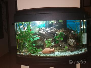 Acquario 60L compreso di mobiletto e accessori