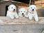 Immagine 5