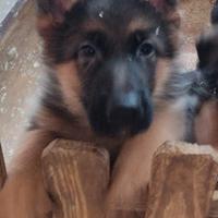 Cuccioli maschi di Pastore Tedesco