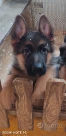 Cuccioli maschi di Pastore Tedesco