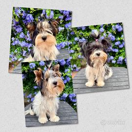 Cuccioli di Biewer Terrier