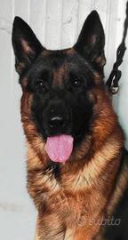 Pastore Tedesco maschio