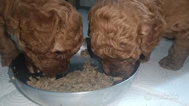 Cuccioli di barboncino toy Red fulvo