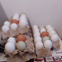 Livornese / olive egger