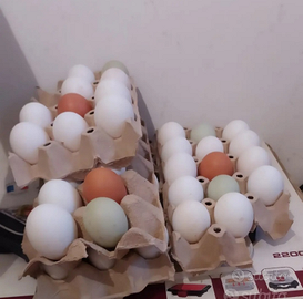 Livornese / olive egger