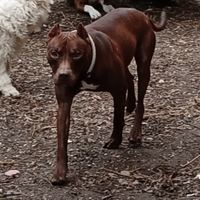 Cucciole American Pitbull terrier Red Nose